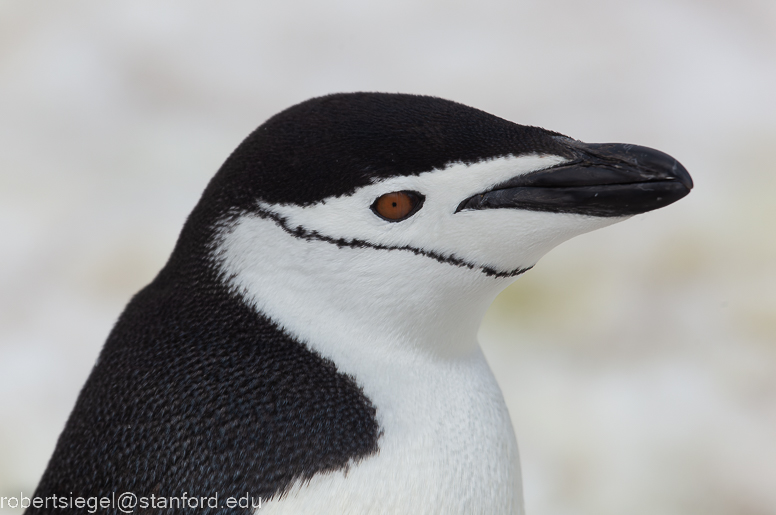 chinstrap penguin